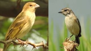 అరటిపండ్లు త్వరగా పండిపోతున్నాయా.. ఎక్కువ రోజులు ఫ్రెష్‌గా ఉండాలంటే ఇలా చేసి చూడండి!