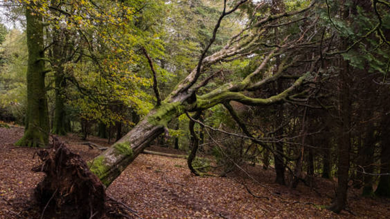 చెట్టు పడిపోవడం: ఎవరైనా కలలో చెట్టు పడిపోవడం చూస్తే, అది చాలా చెడ్డ కలగా పరిగణించబడుతుంది. సాధారణంగా, చెట్టు ఎంత పెద్దగా పడిపోతే, అంత ఎక్కువ నష్టం జరుగుతుంది. అదేవిధంగా, మన కలలో చెట్టు పడిపోవడం చూస్తే, మనం త్వరలోనే పెద్ద సమస్యను ఎదుర్కొంటాము. అలాంటి కలలు మనకు చెడ్డవి. మన మనస్సును కలవరపెడతాయి. ఈ కలను చూసే వారు తమ ఆరోగ్యం గురించి జాగ్రత్తగా ఉండాలి మరియు వాహనాలను ఉపయోగించడంలో జాగ్రత్తగా ఉండాలి.