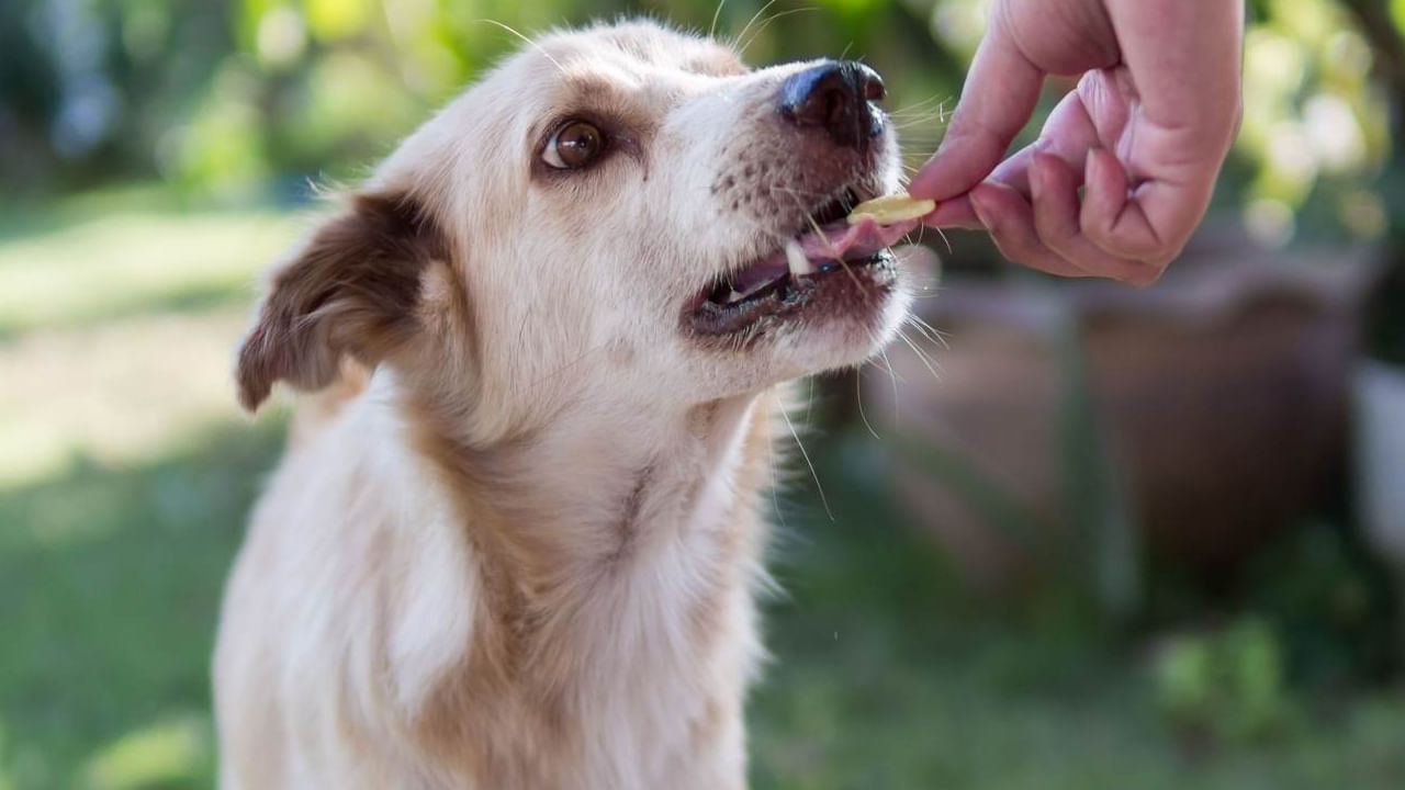 ముఖ్యంగా మంగళవారాల్లో ఎర్రటి దుస్తులు, స్వీట్లు, బెల్లం మొదలైన వాటిని దానం చెయ్యాలి. ప్రతిరోజూ చిన్న పక్షులు, జంతువులకు తీపి పదార్థాలు, ధాన్యాలను తినిపించడం వల్ల కూడా మంగళ దోషం సమస్యను రద్దు చేయవచ్చు.