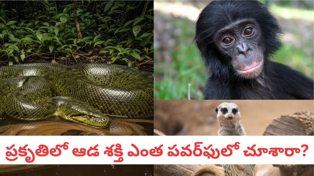 Nature Predators: పునరుత్పత్తి కోసం ఈ ఆడ జంతువులు ఏం చేస్తాయో తెలిస్తే ఒళ్లు గగుర్పాటే
