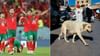 FIFA World Cup 2030 : ఫిఫా వరల్డ్ కప్ 2030 వివాదం..మొరాకోలో 30 లక్షల వీధి కుక్కల హతం
