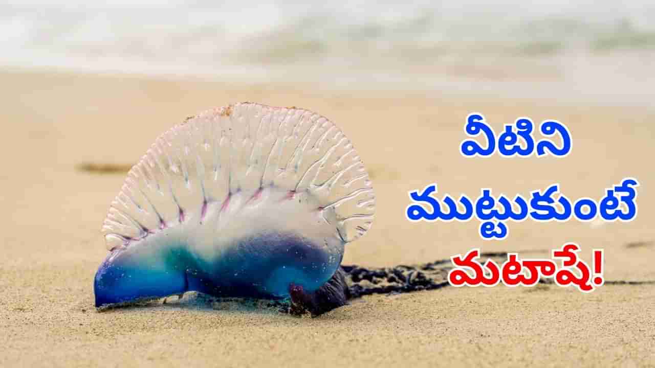 బీచ్‌లో దర్శనమిస్తున్న వింత జీవులు.. వీటిని ముట్టుకుంటే మటాషే!.. ఇంతకు ఏంటవి?