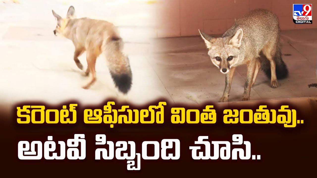 కరెంట్‌ ఆఫీసులో వింత జంతువు..అటవీ సిబ్బంది చూసి..