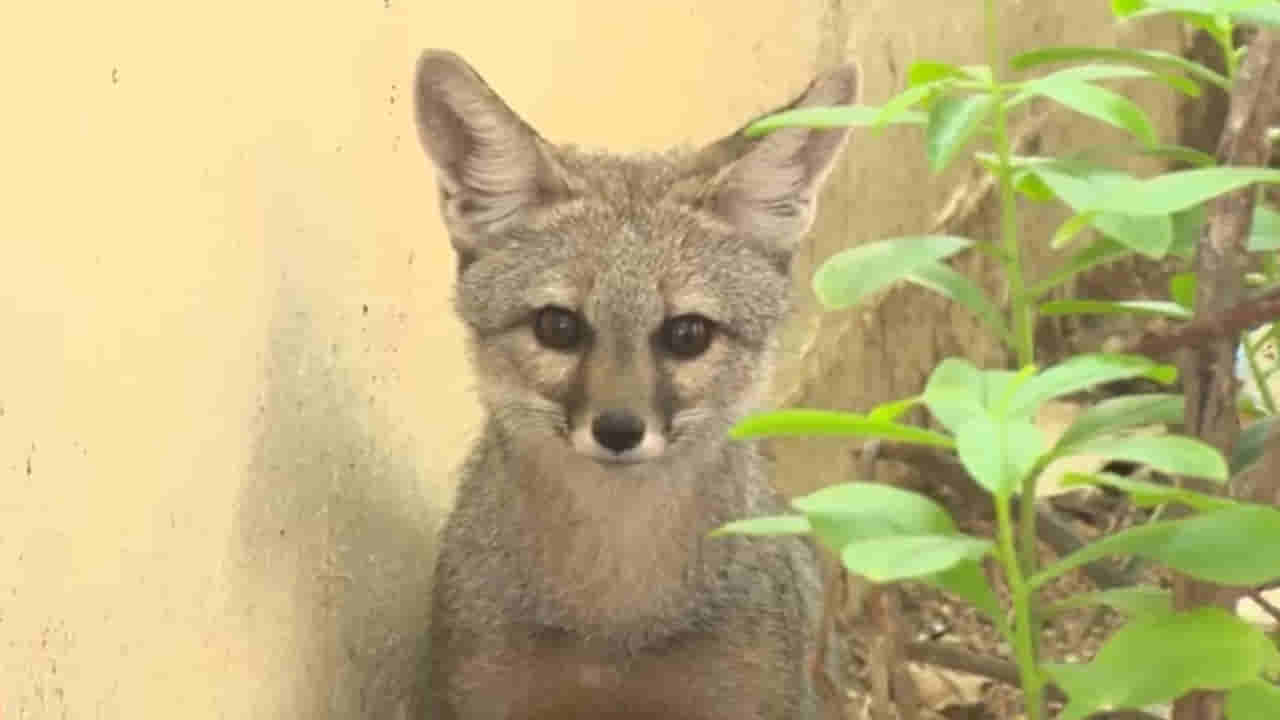 Karimnagar: వావిలాలపల్లిలో హల్చల్ చేసిన అనుకోని అతిథి.. ఆశ్చర్యపోయిన జనం..