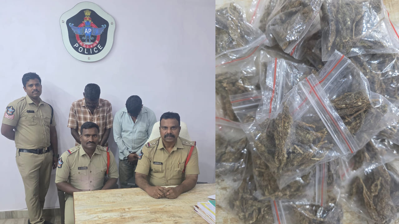 వార్నీ.. గంజాయిని పల్లీ ప్యాకెట్లలా గల్లీల్లో అమ్మేస్తున్నారు! విప్పితే ఒక్కటే ఘాటు వాసన..!