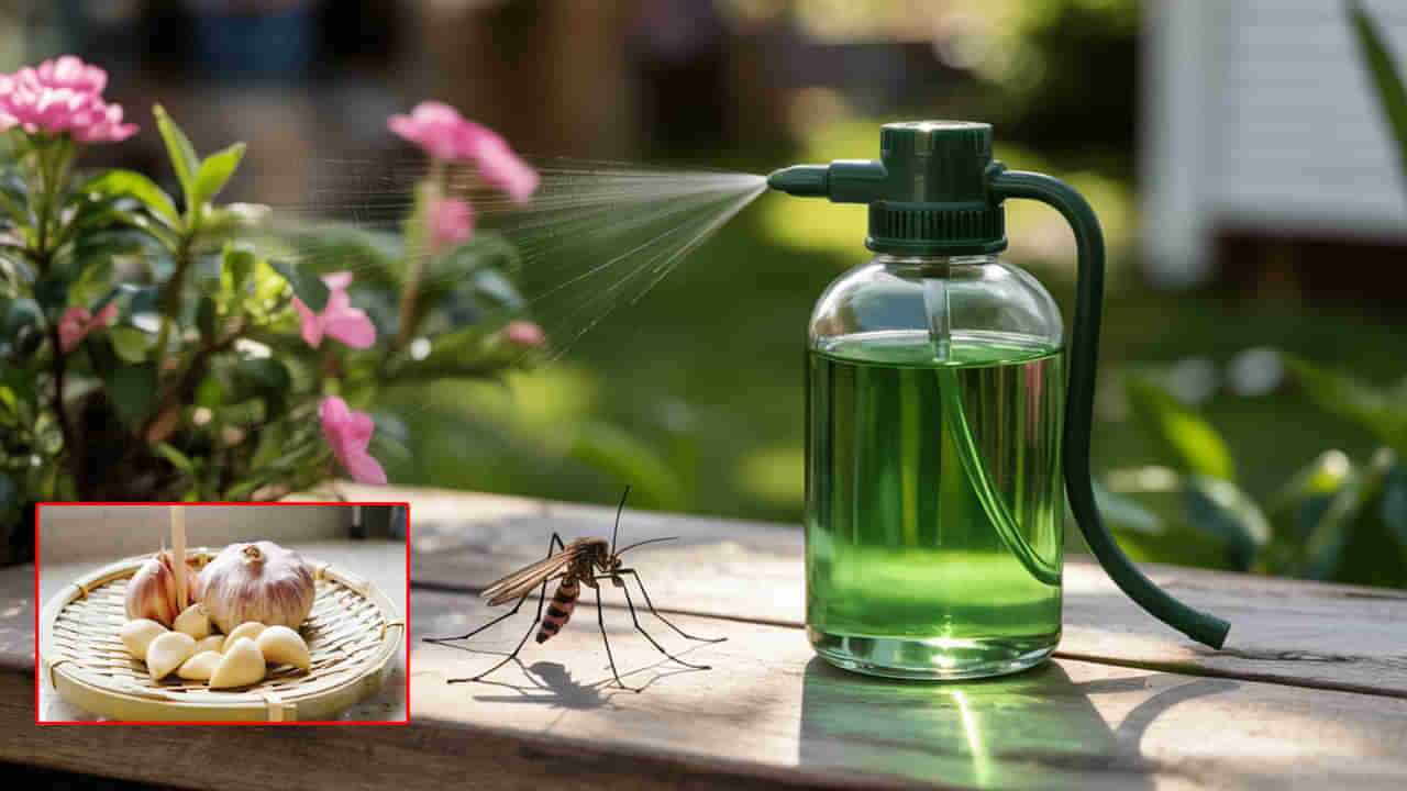 Mosquito Repellent: వెల్లుల్లి స్ప్రేతో ఇంట్లో దోమలు చిటికెలో పరార్.. ఎలా తయారు చేయాలంటే?