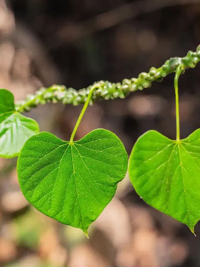 ఆ ఒక్క తీగ చాలు.. ఆ సమస్యలన్నీ ఖతం..