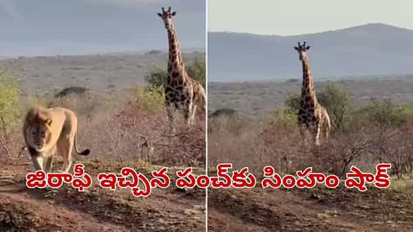 Viral Video: జిరాఫీ ఇచ్చిన పంచ్కు బిత్తరపోయిన సింహం.. వీడియో చూస్తే వారెవ్వా అనాల్సిందే..