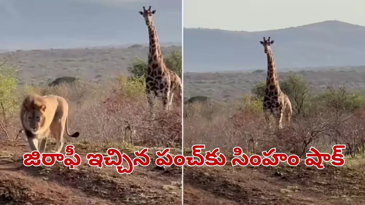 Viral Video: జిరాఫీ ఇచ్చిన పంచ్‌కు బిత్తరపోయిన సింహం.. వీడియో చూస్తే వారెవ్వా అనాల్సిందే..
