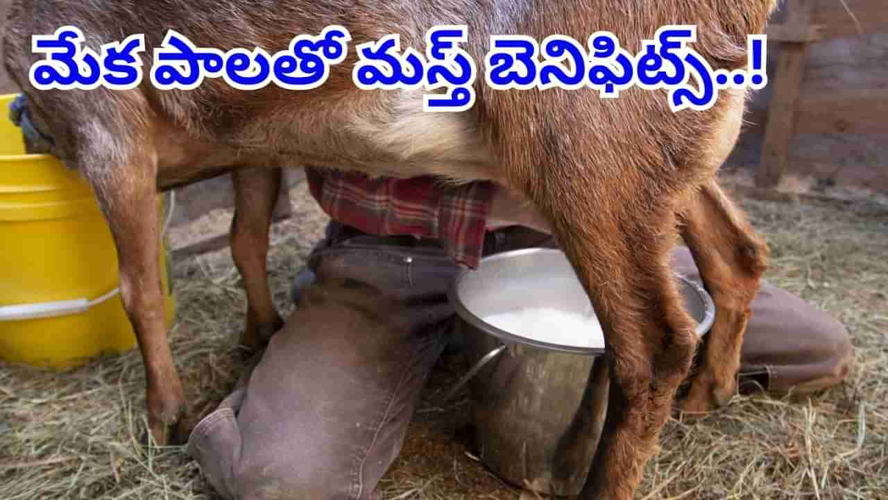 Goat Milk Benefits: మేక పాలు తాగితే శరీరానికి ఎంత మంచిదో తెలుసా..? గాంధీ తాత ఇవే పాలు తాగేవారట..!