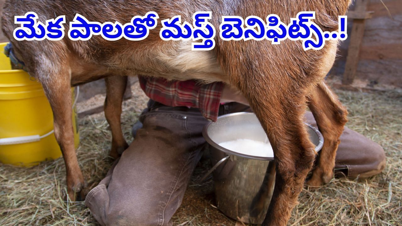Goat Milk Benefits: మేక పాలు తాగితే శరీరానికి ఎంత మంచిదో తెలుసా..? గాంధీ తాత ఇవే పాలు తాగేవారట..!