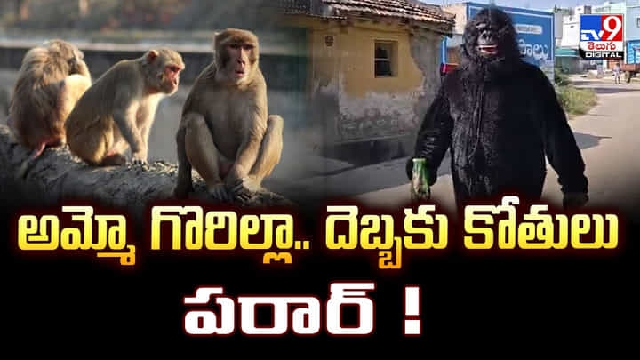 అమ్మో గొరిల్లా.. దెబ్బకు కోతులు పరార్ అమ్మో గొరిల్లా.. దెబ్బకు కోతులు పరార్