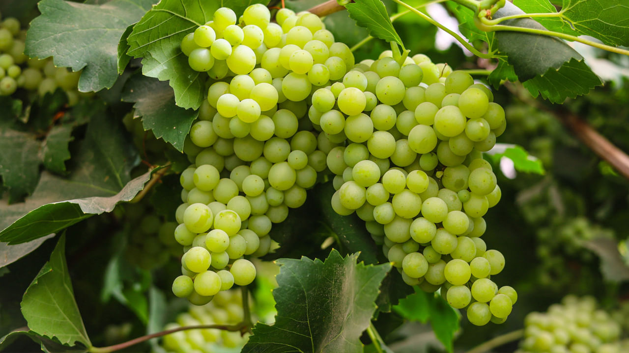 కిడ్నీ సమస్యలు- మధుమేహం, మూత్రపిండాల సమస్యలు ఉన్నవారు ద్రాక్షను ఎక్కువగా తినకూడదు. ఇది దీర్ఘకాలిక మూత్రపిండ వ్యాధి వచ్చే ప్రమాదాన్ని పెంచుతుంది. డయాబెటిక్ రోగి రక్తంలో చక్కెర స్థాయి పెరగడం ప్రారంభమవుతుంది. ద్రాక్షను ఎక్కువ పరిమాణంలో తినడం వల్ల మూత్రపిండాలు, మధుమేహం వచ్చే ప్రమాదం పెరుగుతుంది.