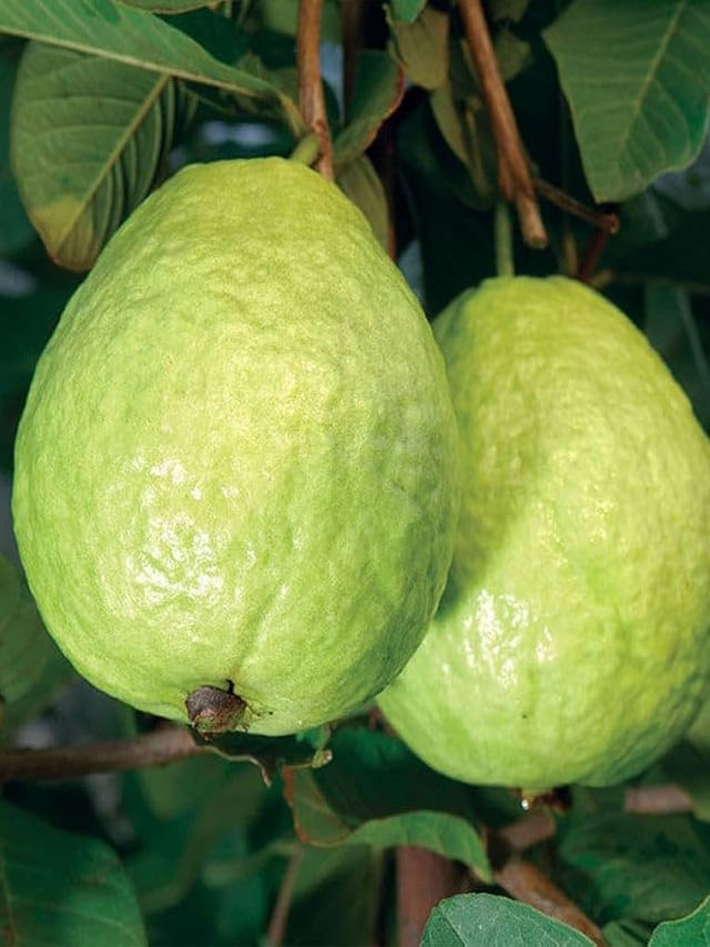 అమ్మాయిలూ.. జామ తింటున్నారా..?