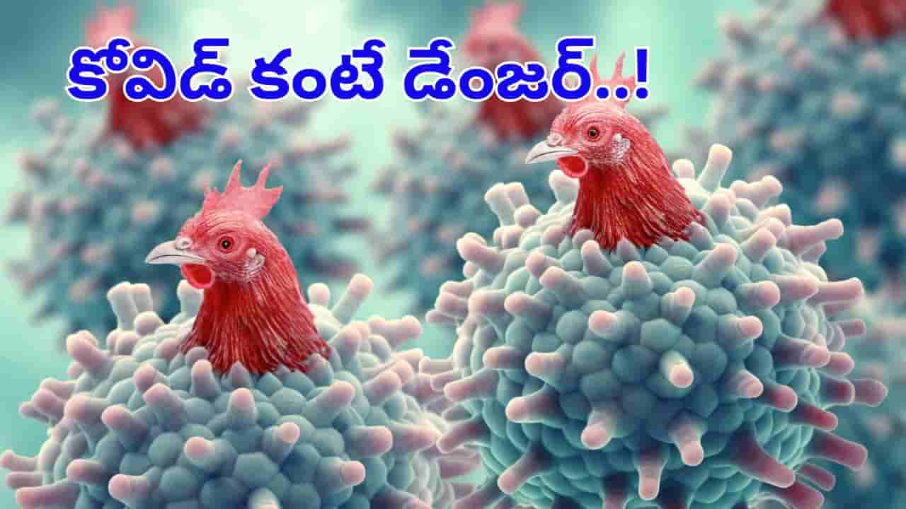 H5 Bird Flu: ఓరీ దేవుడో.. దడ పుట్టిస్తున్న మరో కొత్త వైరస్..! లైట్ తీసుకున్నారంటే..