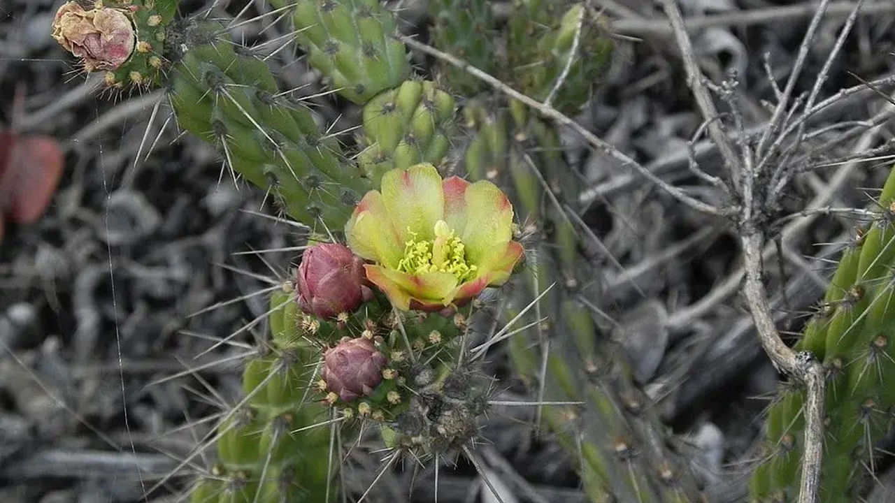 హౌథ్రోన్ మొక్క చూడటానికి మొత్తం ముళ్లతో ఉంటుంది. ఇక దీన్ని చూస్తే చాలా మంది దీంతో ఎలాంటి ప్రయోజనం ఉండదు అనుకుంటారు. కానీ ఒంటి నిండా ముళ్లు ఉన్న ఈ మొక్కలో అనేక ఔషధ గుణాలు ఉన్నాయని చెబుతున్నారు నిపుణులు.