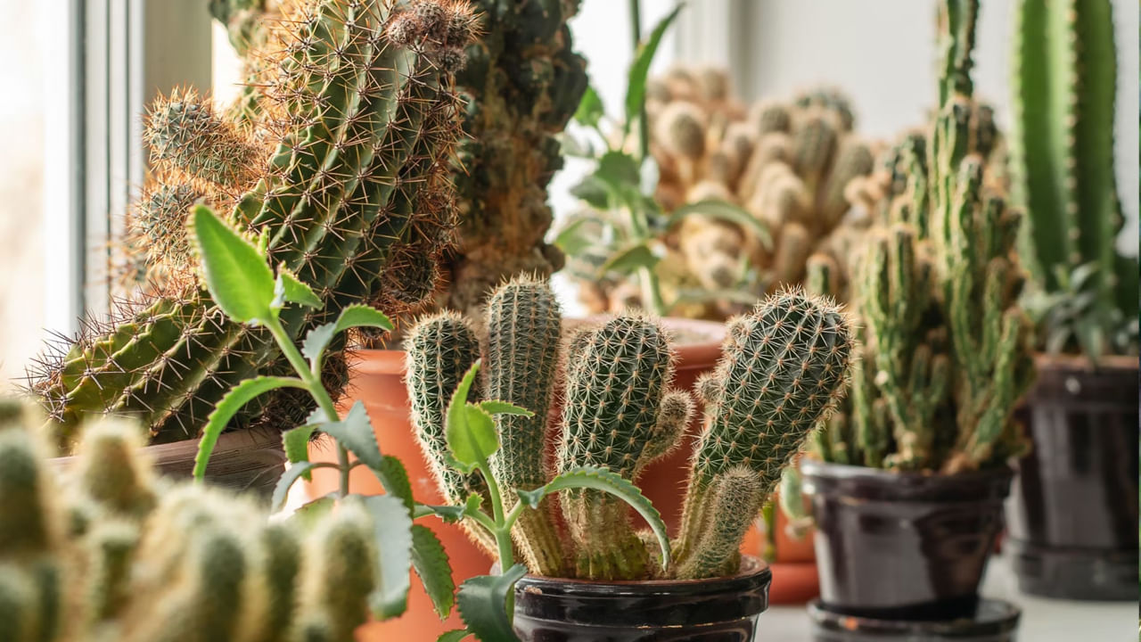 చలికాలంలో చాలా మంది కఫం సంబంధ సమస్యలతో బాధపడుతుంటారు. అయితే ఇది శీతాకాలంలో కఫం తగ్గించడమే కాకుండా, శరీరానికి చాలా వెచ్చదనాన్ని ఇస్తుందంట. అంతే కాకుండా ఇది రక్తాన్ని శుద్ధి చేసి, రోగనిరోధక శక్తి పెరిగేలా చేస్తుందని చెబుతున్నారు ఆరోగ్య నిపుణులు.