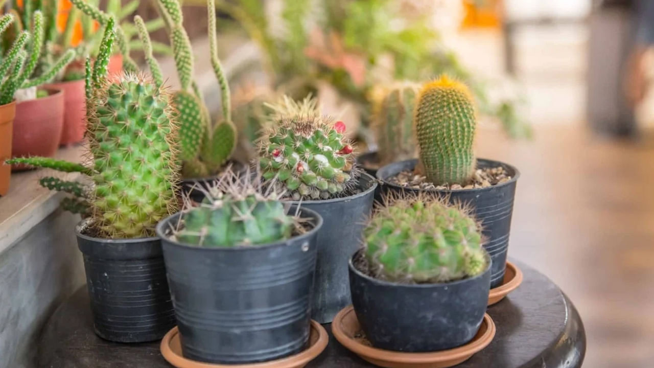 ఇక ఈ హౌథ్రోన్ మొక్క పువ్వు చాలా అందంగా ఉంటుంది. అంతే కాకుండా ఈ పువ్వులోని గుజ్జు, గాయాలు త్వరగా మానేలా చేయడమే కాకుండా, ఇన్ఫ్లమేషన్ తగ్గించడంలో కీలక పాత్ర పోషిస్తుంది. ఇది రక్త స్రావాన్ని కూడా ఆపేలా చేస్తుంది.