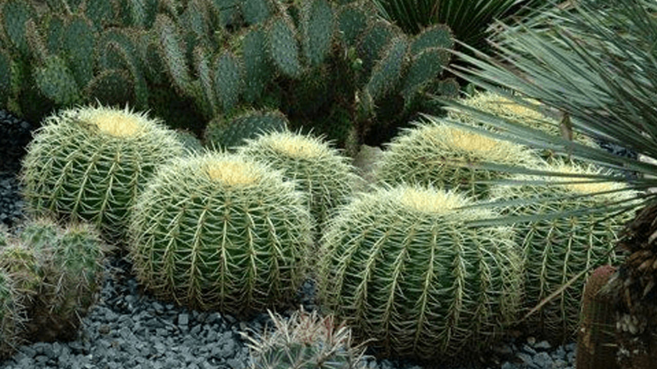 హౌథ్రోన్ మొక్కను చాలా మంది ఎక్కువగా పట్టించుకోరు. కొంత మంది అయితే ఇంటికి అందం కోసం ఇంటిలోపల పెంచుకుంటుంటారు. కానీ దీని వలన అనేక ఆరోగ్య ప్రయోజనాలు ఉండటమే కాకుండా, చర్మ సౌందర్యానికి కూడా చాలా మేలు చేస్తుందని చెబుతున్నారు నిపుణుల. దాని గురించి తెలుసుకుందాం.