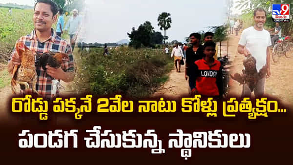 రోడ్డు పక్కనే 2వేల నాటు కోళ్లు ప్రత్యక్షం.. పండగ చేసుకున్న స్థానికులు