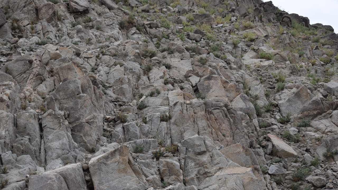 Hidden Bighorn Sheep