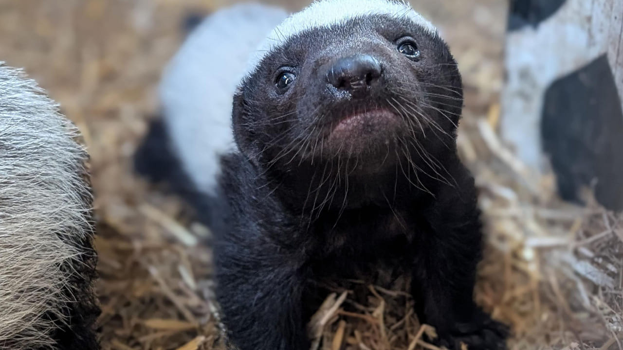ఇది చూడ్డానికి చాలా చిన్నగా అనిపించినా ఇది సింహాలు,   విషపూరిత పాములు వంటి ప్రమాదకరమైన జంతువలను ఎదుర్కొనే సామర్థ్యాన్ని కలిగి ఉంటుంది. ఇది చాలా అదరుగా పోటీ నుంచి వెనక్కి తగ్గుతుంది.  