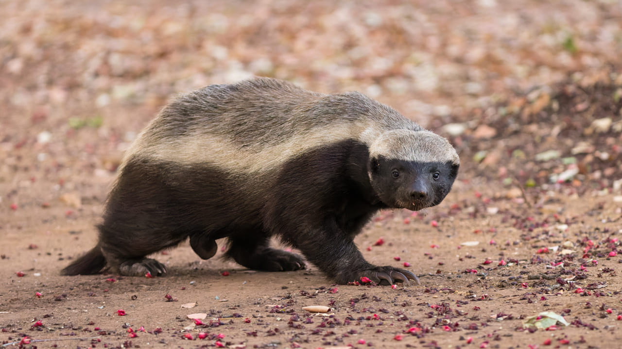 ఈ హనీ బాడ్జర్‌ను శాస్త్రీయంగా మెల్లివోరా కాపెన్సిస్ అని పిలుస్తారు. ఈ చిన్న జీవి ఆఫ్రికా, నైరుతి ఆసియా, భారత ఉపఖండం అంతటా కనిపిస్తుంది. ఇది సింహాలు, విషపూరిత పాములు సహా తనకంటే పరిమాణంలో ఎంతో పెద్దవైన అనేక జంతువులపై దాడి చేయడం లేదా వాటిని తరిమికొట్టడం చేయగలదు. దీని క్రూరమైన వైఖరి, సంసిద్ధత కారణంగా ఇది గిన్నిస్ బుక్ ఆఫ్ వరల్డ్ రికార్డ్స్‌లో తన పేరును నిలుపుకుంది. 