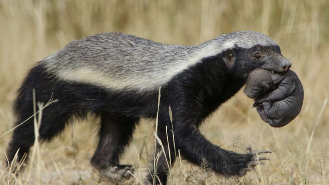 ఈ హనీ బ్యాడ్జర్లు ప్రధానంగా మాంసాహారులు, కీటకాలు, ఎలుకలు, పక్షులు, విష పూర్తిత సరీసృపాల, వేర్లు ,పండ్లు, తేనెటీగ లార్వా, తేనె వరకు అన్నింటి తింటాయి. అందుకే ఈ హనీ బ్యాడ్జర్లును  కొన్నిసార్లు రాటెల్స్ అని కూడా పిలుస్తారు.
