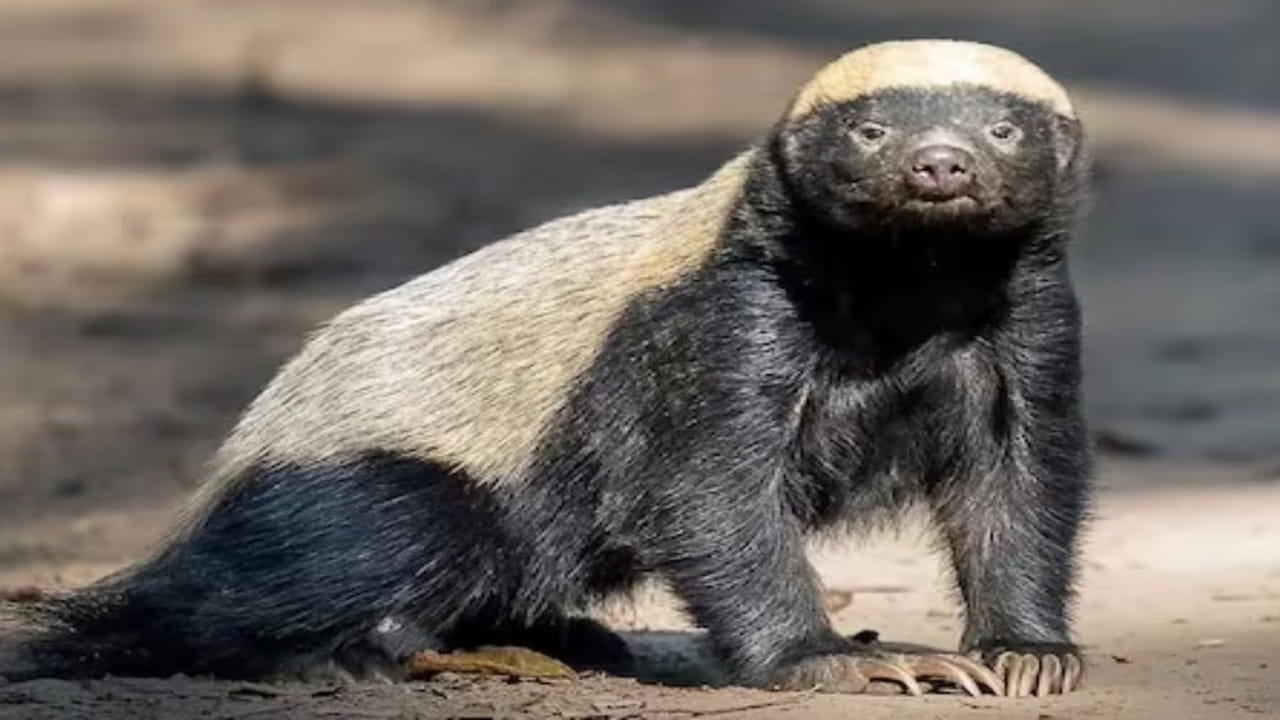 వాటి శారీరక లక్షణాలే వీటికి బలం అని చెప్పవచ్చు. ఎందుకంటే ఇవి బలిష్టమైన శరీరం, పొట్టి కాళ్ళు, మందపాటి, వదులుగా ఉండే చర్యాన్ని కలిగి ఉంటాయి. ఇవి పాము కాటు, కుట్టడం నుండి వాటిని రక్షిస్తాయి, అవి పట్టుకున్నప్పుడు కూడా మెలితిప్పడానికి, తిరిగి కొట్టడానికి వీలు కల్పిస్తాయి. అందుకే ఇవి ఇతర జంతవులను ఎదురించడం, తప్పించుకోవడంతో చురుగ్గా ఉంటాయి.