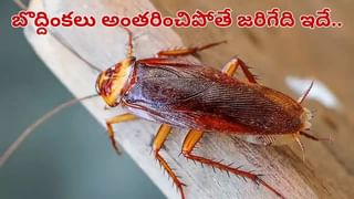 Cobra Vs King Cobra: కోబ్రా వర్సెస్ కింగ్ కోబ్రా.. ఏది ఎక్కువ ప్రమాదం.. మీరు అస్సలు ఊహించలేరు..