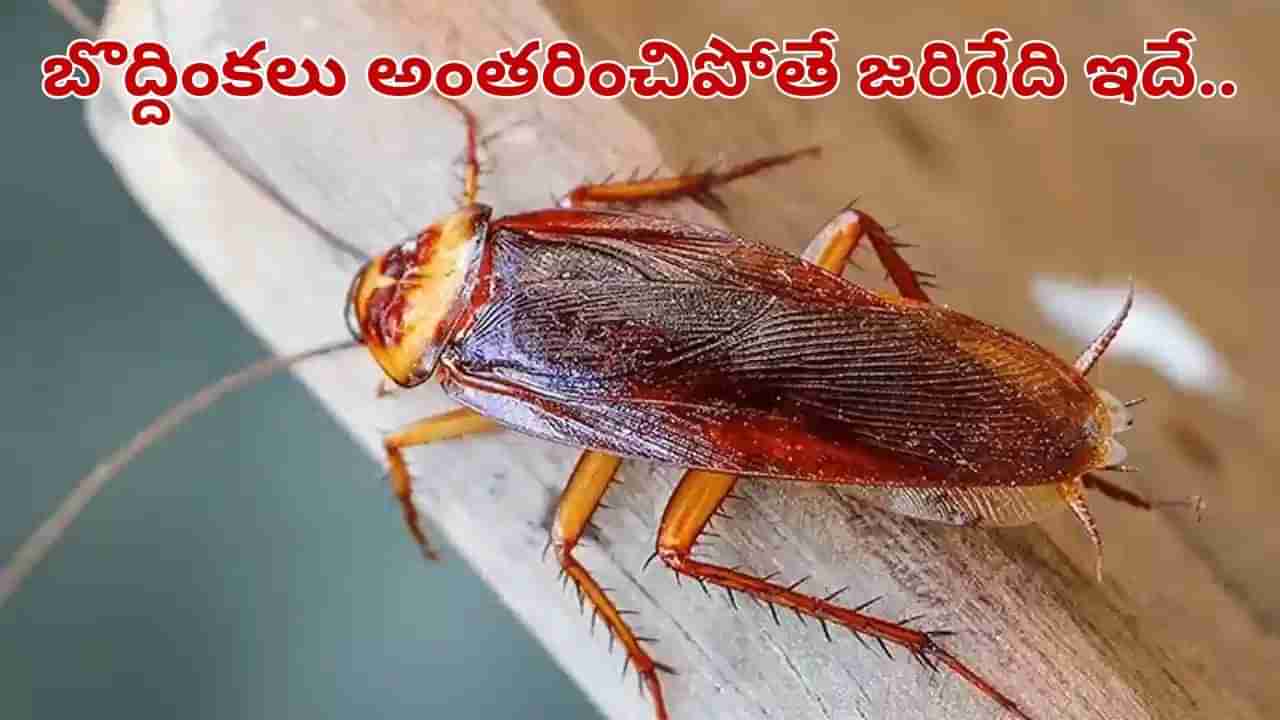 Cockroach: ప్రపంచంలోని బొద్దింకలన్నీ చనిపోతే ఏమి జరుగుతుందో తెలిస్తే షాకే..