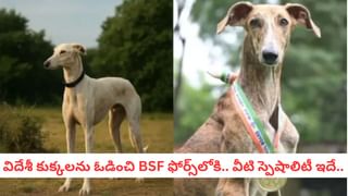 Optical Illusion: మీకో సవాల్.. 10 సెకన్లలో ఈ చిత్రంలో దాగి ఉన్న పిల్లిని గుర్తిస్తే.. మీ తోపులు!