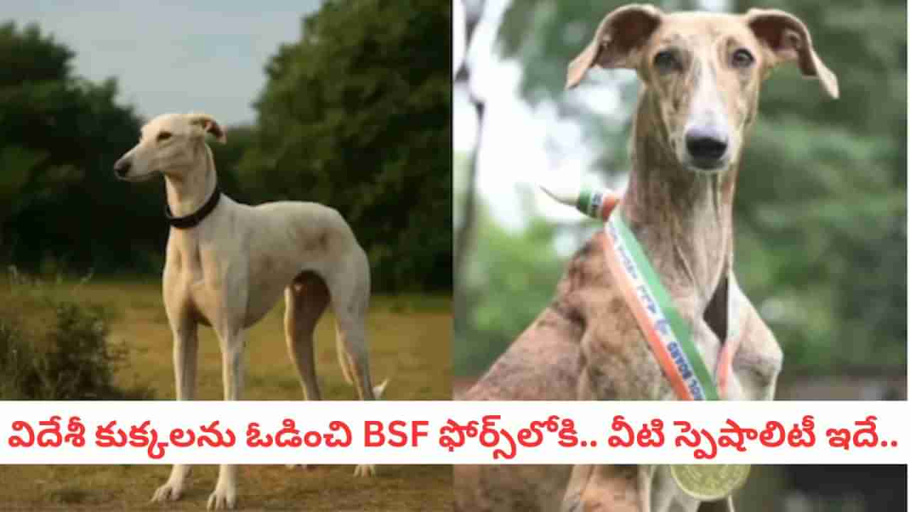 Dog Breeds: చూడ్డానికి బక్కచిక్కిన మేకల్లా ఉన్నాయని మోసపోయేరు.. ఈ డాగ్స్ స్పెషాలిటీ ఇదే..