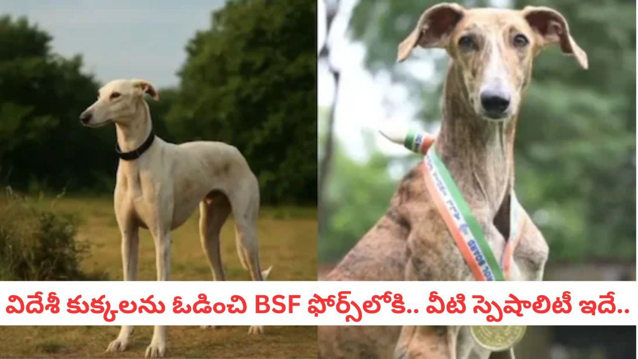 Dog Breeds: చూడ్డానికి బక్కచిక్కిన మేకల్లా ఉన్నాయని మోసపోయేరు.. ఈ డాగ్స్ స్పెషాలిటీ ఇదే..