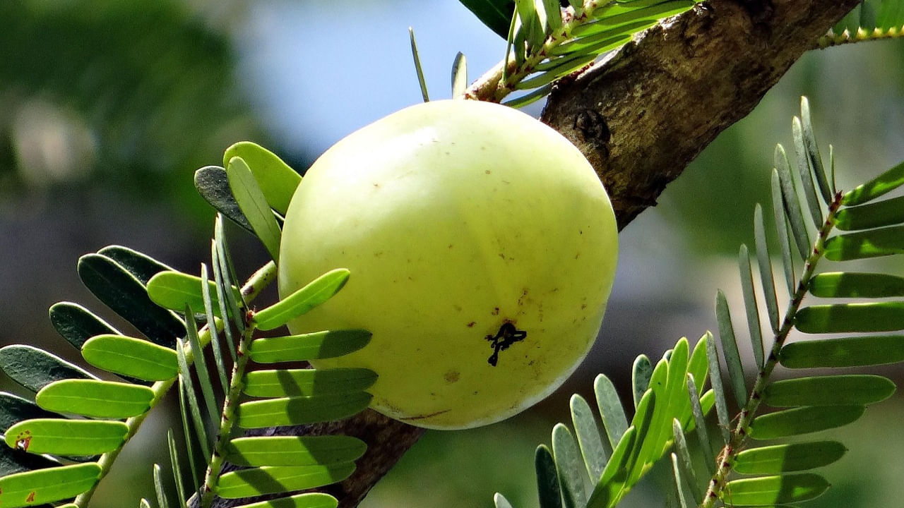 ఒక చిన్న ఉసిరికాయలో ఉండే విటమిన్ సి ఒక నారింజ పండులో ఉండేదాని కంటే 20 రెట్లు ఎక్కువ. ఇది రోగనిరోధక శక్తిని గణనీయంగా పెంచి, శరీరాన్ని వైరస్లు, బ్యాక్టీరియాల నుంచి రక్షిస్తుంది. ముఖ్యంగా చలికాలంలో ఇమ్యూనిటీని బలోపేతం చేస్తుంది.