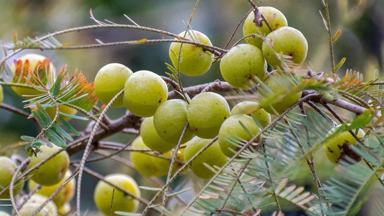 మధుమేహం ఉన్నవారికి ఉసిరికాయ చాలా మేలు చేస్తుంది, రక్తంలో చక్కెర స్థాయిలను అదుపులో ఉంచుతుంది. కాబట్టి, మధుమేహ వ్యాధిగ్రస్తులు దీనిని రోజువారీ ఆహారంలో చేర్చుకోవాలి.