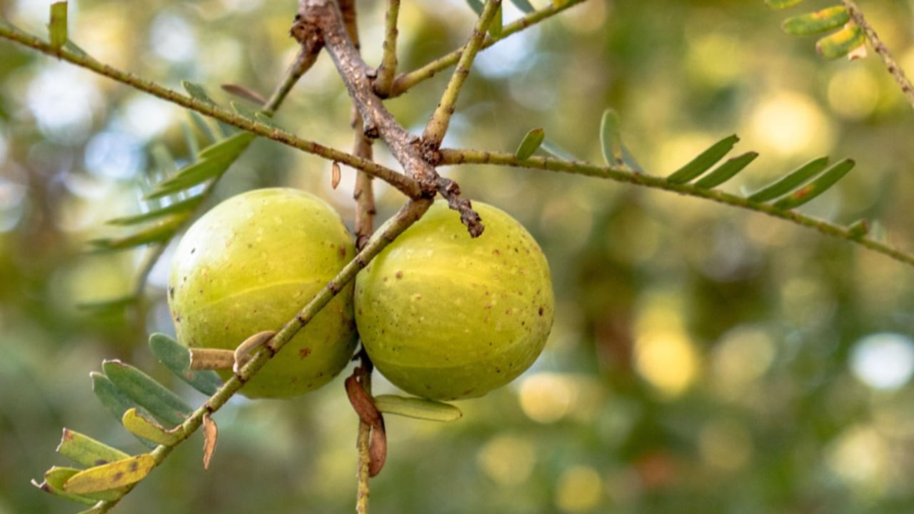 అంతేకాకుండా, ఉసిరికాయ రక్తపోటును, కొలెస్ట్రాల్ను తగ్గించడంలో సహాయపడుతుంది. గుండె ఆరోగ్యానికి కూడా ఇది చాలా మంచిది. ఉసిరికాయను రోజువారీ ఆహారంలో భాగంగా చేసుకోవడం ద్వారా అనేక ఆరోగ్య ప్రయోజనాలను పొందవచ్చు.