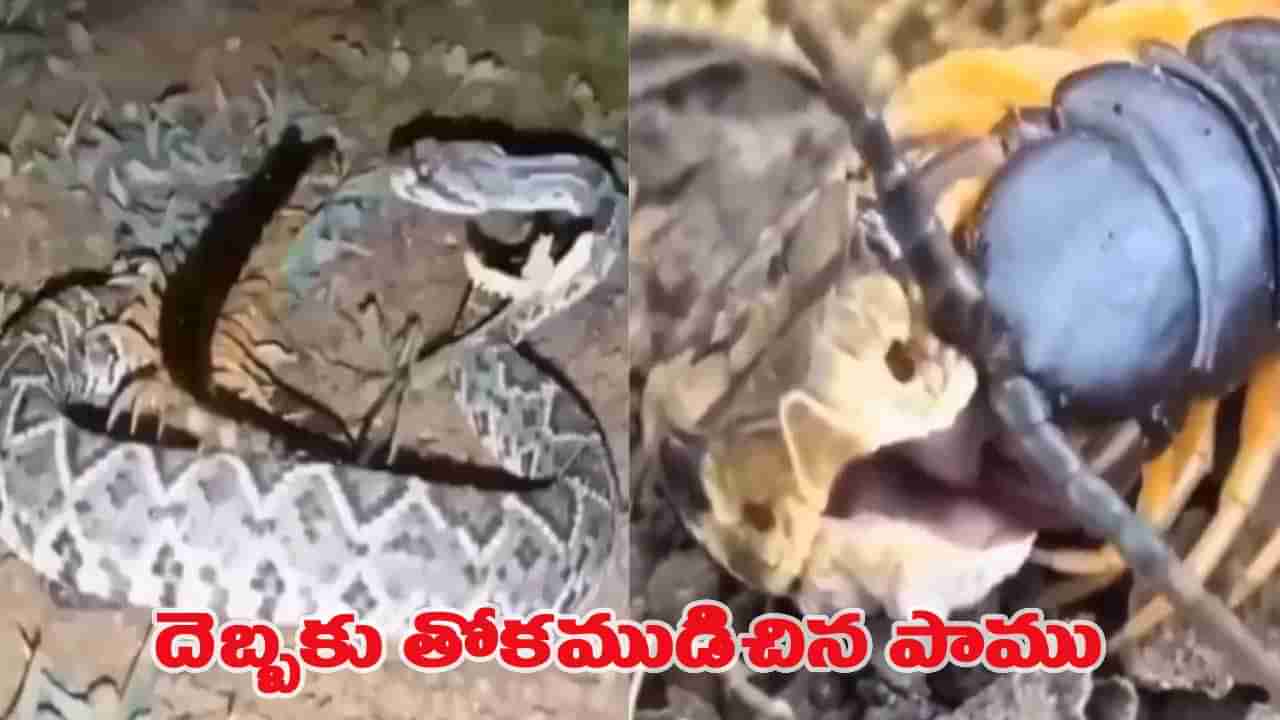 తగ్గేదే లే.. పాముకు చుక్కలు చూపించిన కీటకం.. వీడియో చూస్తే షాక్!