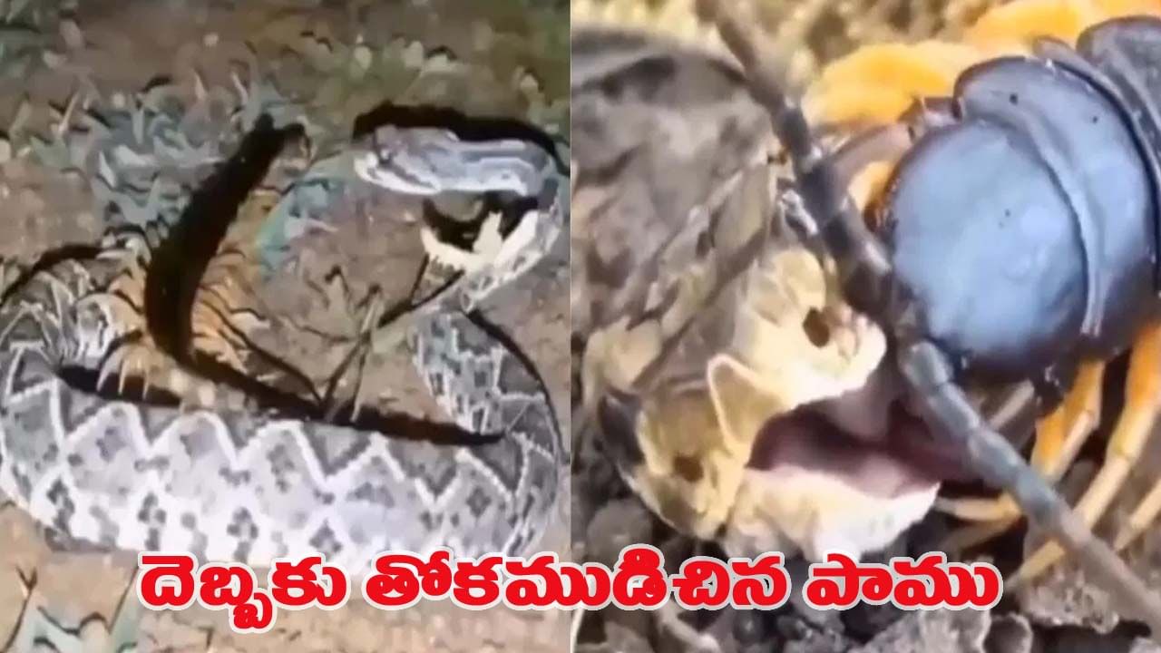 తగ్గేదే లే.. పాముకు చుక్కలు చూపించిన కీటకం.. వీడియో చూస్తే షాక్!