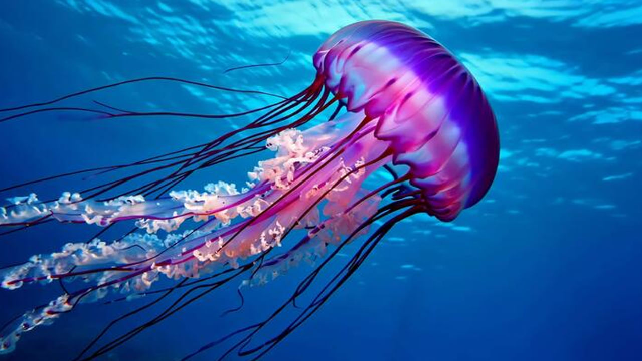 భూమిపై పుట్టిన ప్రతి ఒక్కరూ, ప్రతీ ప్రాణి ఏదో ఒక సమయంలో, ఎప్పుడో ఒకప్పుడు చనిపోతారు. ప్రాణులన్నింటికీ మరణం అనివార్యం. ఇందులో ఎలాంటి సందేహం లేదు. కానీ తాజాగా ఓ వింత విషయం వెలుగులోకి వచ్చింది. భూమిపై ఎప్పుడూ చనిపోని జీవి ఒకటి ఉందట.