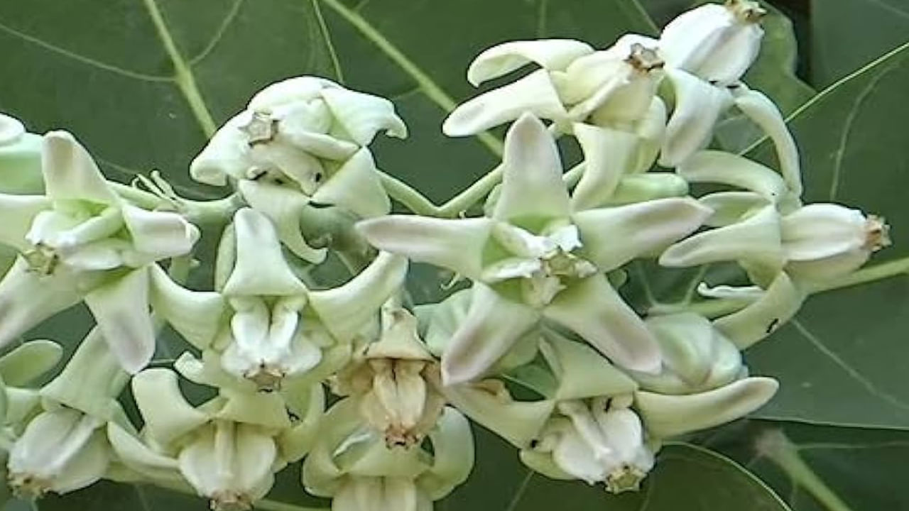 జిల్లేడు చెట్టు: వాస్తు శాస్త్రం ప్రకారం, పాలలాంటి తెల్లటి రసాన్ని ఉత్పత్తి చేసే ఏ మొక్కను ఇంట్లో నాటకూడదు. జిల్లేడు చెట్టు ఈ కోవలోకి వస్తుంది. ఈ మొక్క నుండి వచ్చే రసం ప్రతికూల శక్తిని ఆకర్షిస్తుందని, ఇంట్లో అనారోగ్యం, మానసిక ఒత్తిడిని పెంచుతుందని నమ్ముతారు. ఈ చెట్టును దేవాలయాలు లేదా బహిరంగ ప్రదేశాలలో మాత్రమే నాటడం సముచితంగా పరిగణిస్తారు.