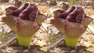 Andhra: భూమికి పుట్టిన పువ్వు .. పేరేంటో చెప్పగలరా..?