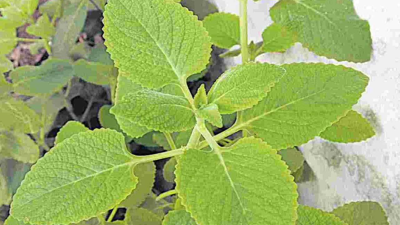 మధుమేహం ఉన్నవారిలో మలబద్ధకం ఒక సాధారణ సమస్య. ఎల్డర్‌బెర్రీ మొక్క ఆకులను నమలడం వల్ల జీర్ణక్రియ మెరుగుపడుతుంది. ఇది ప్రేగు కదలికలను మెరుగుపరుస్తుంది. అలాగే భేదిమందుగా కూడా పనిచేస్తుంది. ఇది కడుపును శుభ్రపరుస్తుంది. మలబద్ధకాన్ని నివారిస్తుంది.