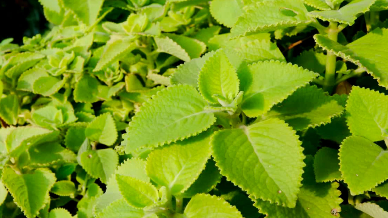 ఒక నిర్దిష్ట వయస్సు తర్వాత న్యూరోపతి సమస్య అన్ని డయాబెటిక్ రోగులను ఇబ్బంది పెట్టడం ప్రారంభిస్తుంది. ఈ ఆకులలోని యాంటీ ఇన్ఫ్లమేటరీ లక్షణాలు ఈ సమస్యను తగ్గించడంలో సహాయపడతాయి. అంతేకాకుండా, దాని యాంటీ బాక్టీరియల్, యాంటీ ఫంగల్ లక్షణాలు డయాబెటిక్ రోగులను ఇన్ఫెక్షన్ల నుండి రక్షిస్తాయి.