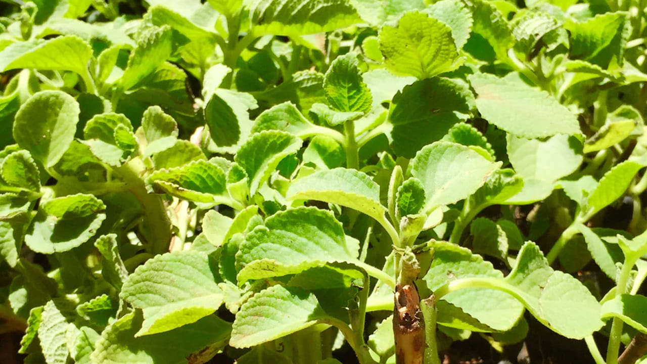 మీకు కూడా డయాబెటిస్ ఉంటే, మీ ఇంటి పెరట్లో  ఈ వాము ఆకు మొక్కను నాటండి. ఆకులు కాచిన తర్వాత ప్రతి ఉదయం ఖాళీ కడుపుతో పెద్ద ఆకును తీసుకొని నమిలి తినండి. అలా కాకుండే దాని ఆకులతో టీ లేదా కషాయాలను తయారు చేసుకుని త్రాగవచ్చు. ఇది మీ ఆరోగ్యానికి కూడా మేలు చేస్తుంది.