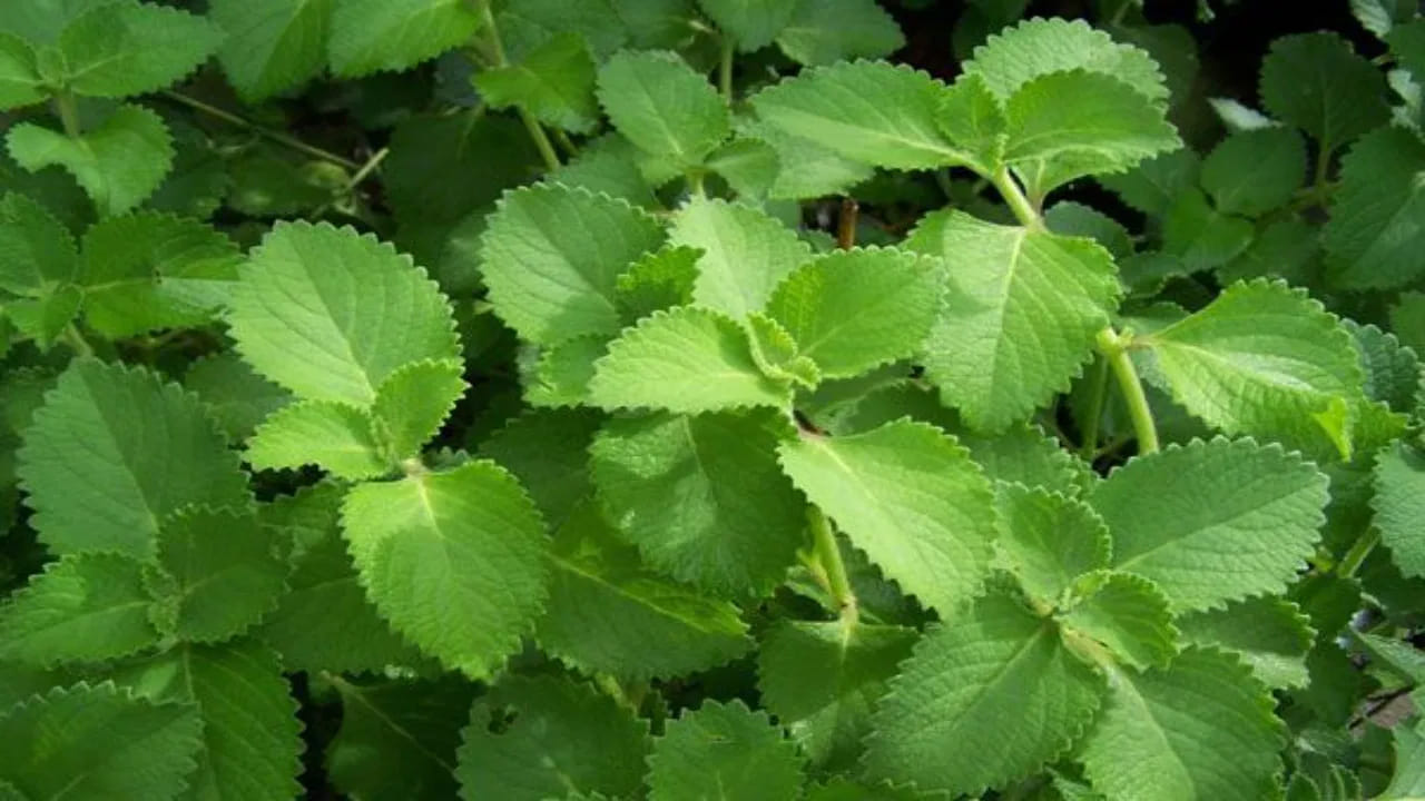 డయాబెటిక్ రోగులలో, షుగర్ లెవెల్స్ ఎక్కువగా ఉండడం కారణంగా శరీరంలోని రక్త నాళాలు దెబ్బతినడం ప్రారంభిస్తాయి. ఇది రక్తపోటు ప్రభావాన్ని పెంచుతుంది. అటువంటి పరిస్థితిలో ఈ వాము ఆకును తినడం ద్వారా షుగర్‌తో పాటు రక్తపోటును కూడా నియంత్రణలో ఉంచుకోవచ్చు.