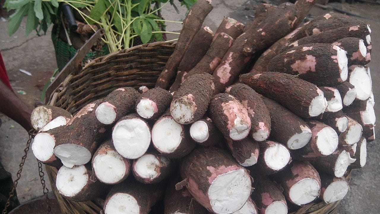 ఆరోగ్యండా ఉండేందుకు చాలా మంది తమ ఆహారంలో కూరగాలు, పండ్లను చేర్చుకుంటారు. కానీ ఇవే కొన్నిసార్లు వాళ్లకు అనారోగ్యాన్ని తెచ్చిపెడతాయి. వీటిలో కాసావా కూడా ఒకటి.. ఇందులో సైనైడ్ అనే విష పదార్థం ఉంటుంది. వీటిని పచ్చిగా తింటే లేదా సరిగ్గా ఉడికించకపోతే ఇది ప్రాణాంతకం కావచ్చు. చిన్న మొత్తంలో సైనైడ్ కూడా తీవ్ర ప్రభావాన్ని చూపుతుందని శాస్త్రవేత్తలు నిర్ధారించారు. కాబట్టి వీటిని తినేప్పుడు చాలా జాగ్రత్తగా ఉండండి