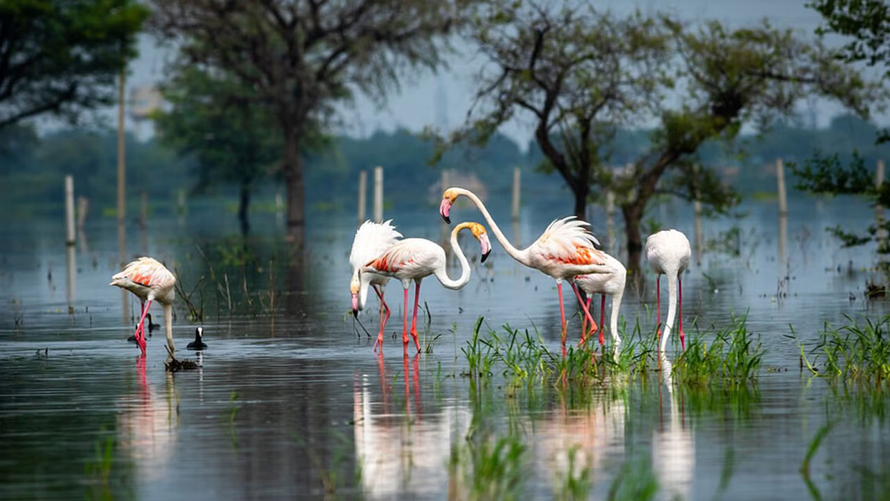 Keoladeo National Park