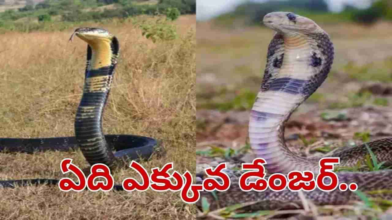 Cobra Vs King Cobra: కోబ్రా వర్సెస్ కింగ్ కోబ్రా.. ఏది ఎక్కువ ప్రమాదం.. మీరు అస్సలు ఊహించలేరు..