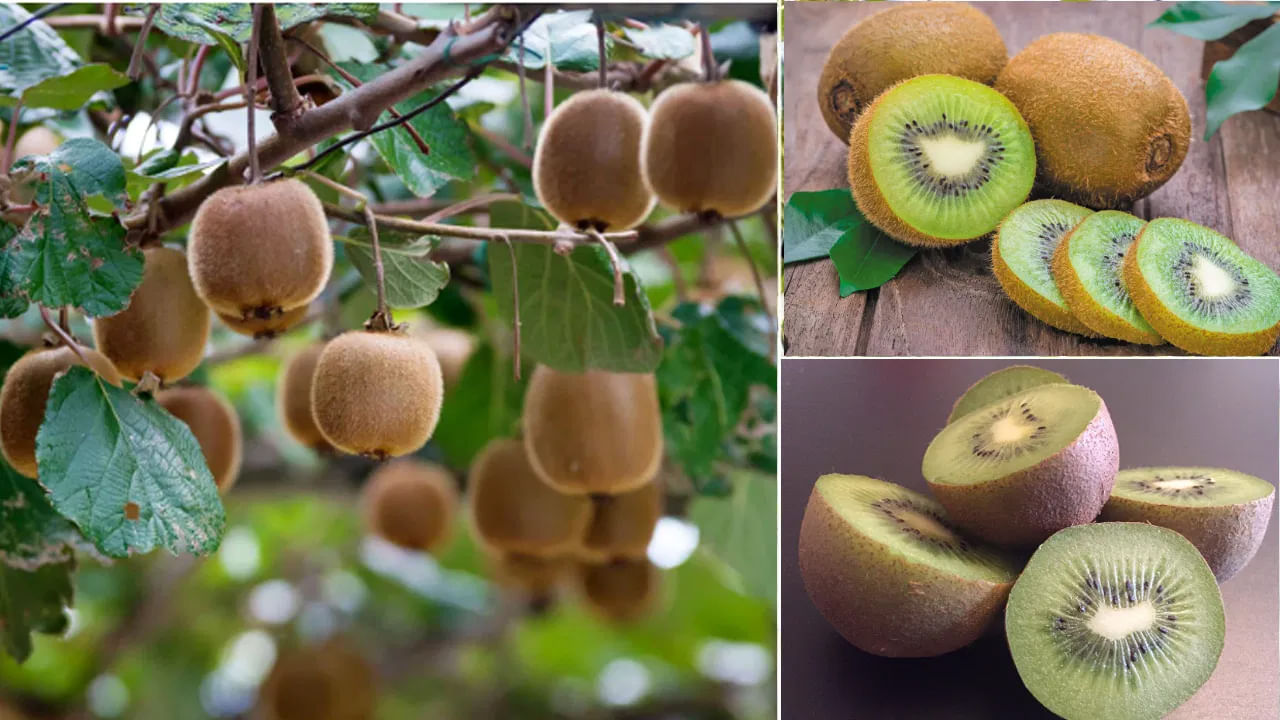 నోటిలో మంట: కివిలోని ఎంజైమ్ కారణంగా ఎక్కువగా పండని కివి తిన్నప్పుడు కొంతమందికి నోరు, పెదవులు లేదా గొంతులో జలదరింపు లేదా మంట వస్తుంది.
చాలా మందికి ఇది కొద్దిసేపు మాత్రమే ఉంటుంది. మంట తగ్గడానికి పండిన కివి తినండి, తొక్క తీయండి.
